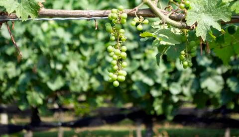Grapes, vineyard Foto stock