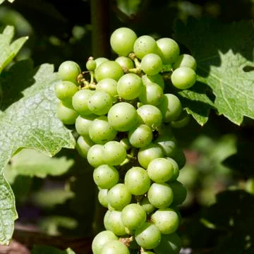Grapes, vineyard Stock Photos