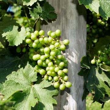 Grapes, vineyard Stock Photos