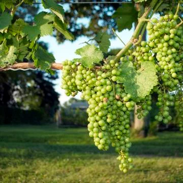 Grapes, vineyard Stock Photos