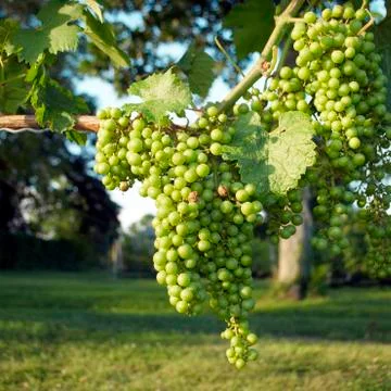 Grapes, vineyard Stock Photos