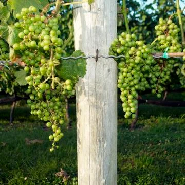 Grapes, vineyard Stock Photos