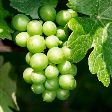 Grapes, vineyard Stock-Fotos