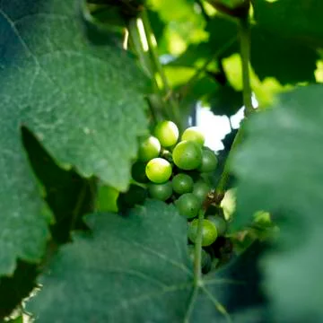 Grapes, vineyard Foto stock