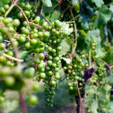 Grapes, vineyard Foto stock