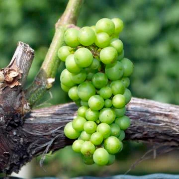 Grapes, vineyard Stock Photos