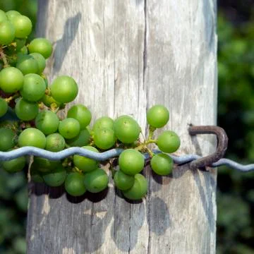 Grapes, vineyard Stock Photos