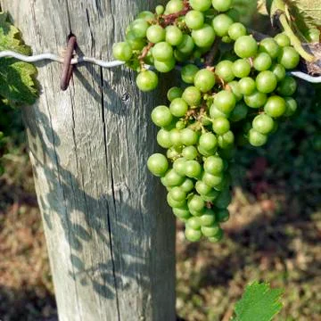 Grapes, vineyard Stock Photos