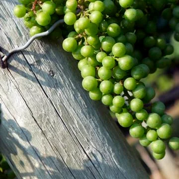 Grapes, vineyard Stock Photos