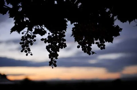 Grapes in vineyard Stock Photos