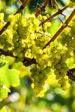 Grapes in the vineyard Stock Photos
