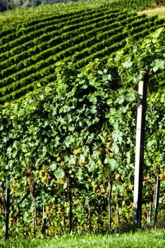 Grapes in the vineyard Stock Photos