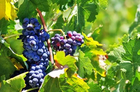 Grapes in the vineyard Stock Photos