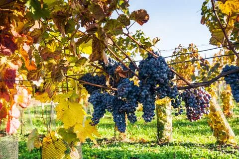 Grapes in a vineyard Stock Photos