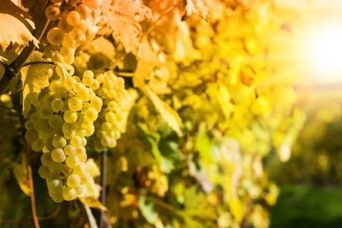 Grapes in a vineyard Stock Photos