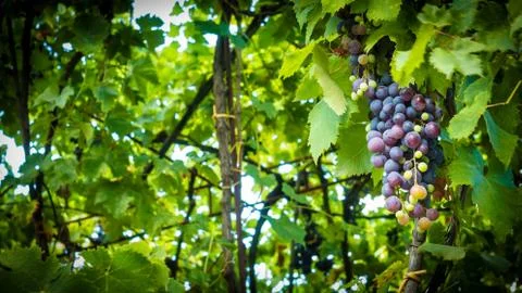 Grapes in the vineyard Stock Photos