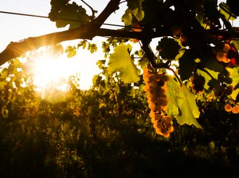 The grapes in the vineyard Stock Photos