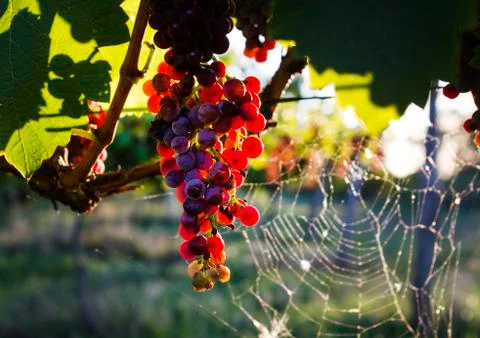 The grapes in the vineyard Stock Photos