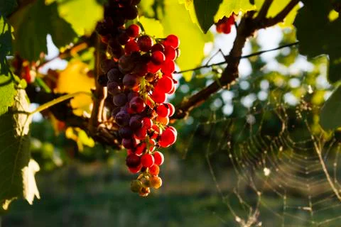 The grapes in the vineyard Stock Photos