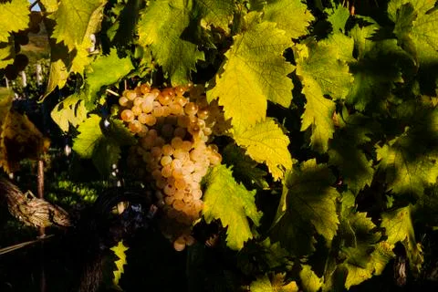 The grapes in the vineyard Stock Photos