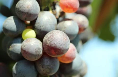 Grapes in the vineyard Stock Photos