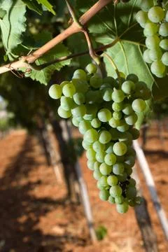 Grapes in vineyard Stock Photos