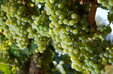 Grapes in vineyard Stock Photos