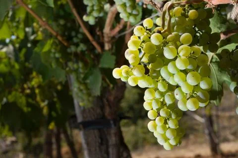 Grapes in vineyard Stock Photos