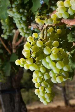 Grapes in vineyard Stock Photos