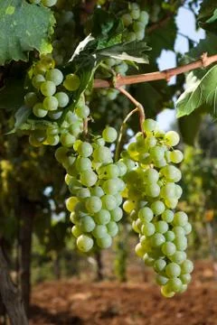 Grapes in vineyard Stock Photos