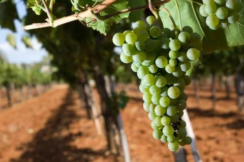 Grapes in vineyard Stock Photos