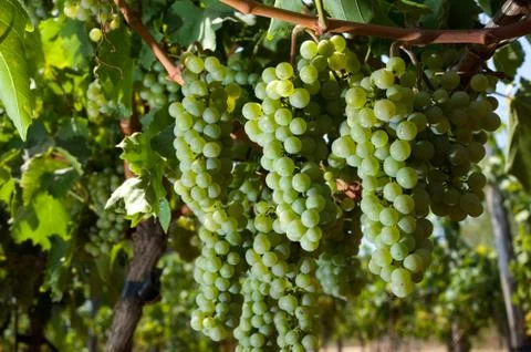 Grapes in vineyard Stock Photos