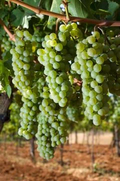 Grapes in vineyard Stock Photos