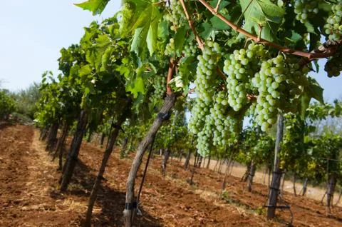 Grapes in vineyard Stock Photos