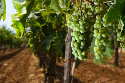 Grapes in vineyard Stock Photos