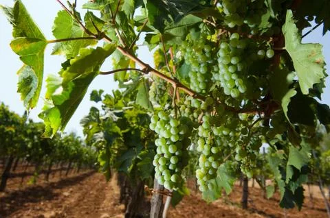Grapes in vineyard Stock Photos