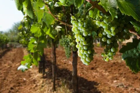 Grapes in vineyard Stock Photos