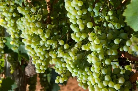 Grapes in vineyard Stock Photos