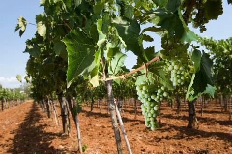 Grapes in vineyard Stock Photos