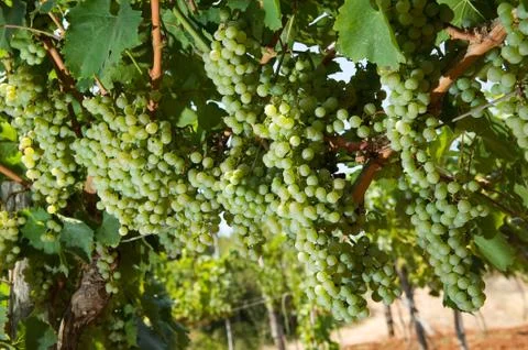 Grapes in vineyard Stock Photos