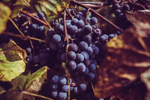 Grapes at a Vineyard 写真素材