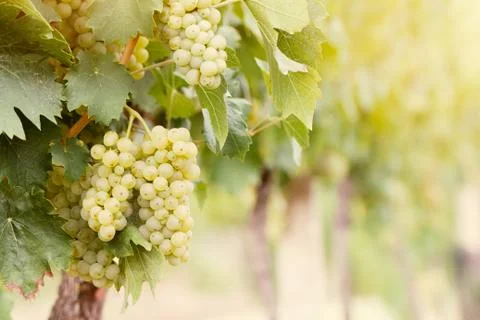 Grapes in vineyard Stock Photos