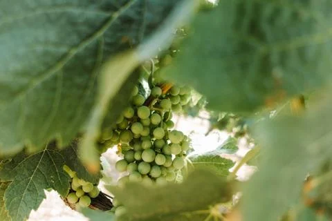 Grapes at a vineyard Stock Photos