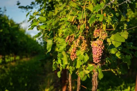 Grapes in vineyard Stockfoto's