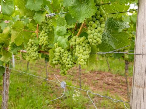 Grapes in a vineyard Stock Photos