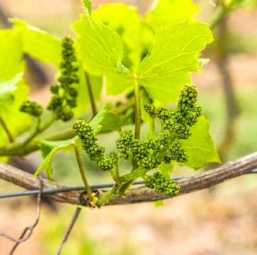 Grapes in the vineyard in springtime Stock Photos