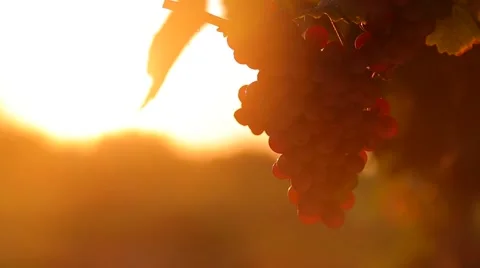 Grapes in vineyard at sunset 스톡 동영상 41711516