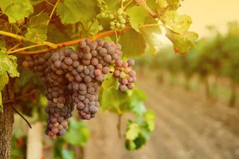 Grapes in vineyard sunset Stock Photos