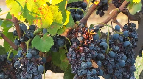 Grapes on vineyards Stock Footage 54957805