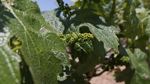 Grapes in a Vinyard Stock Footage 88638323